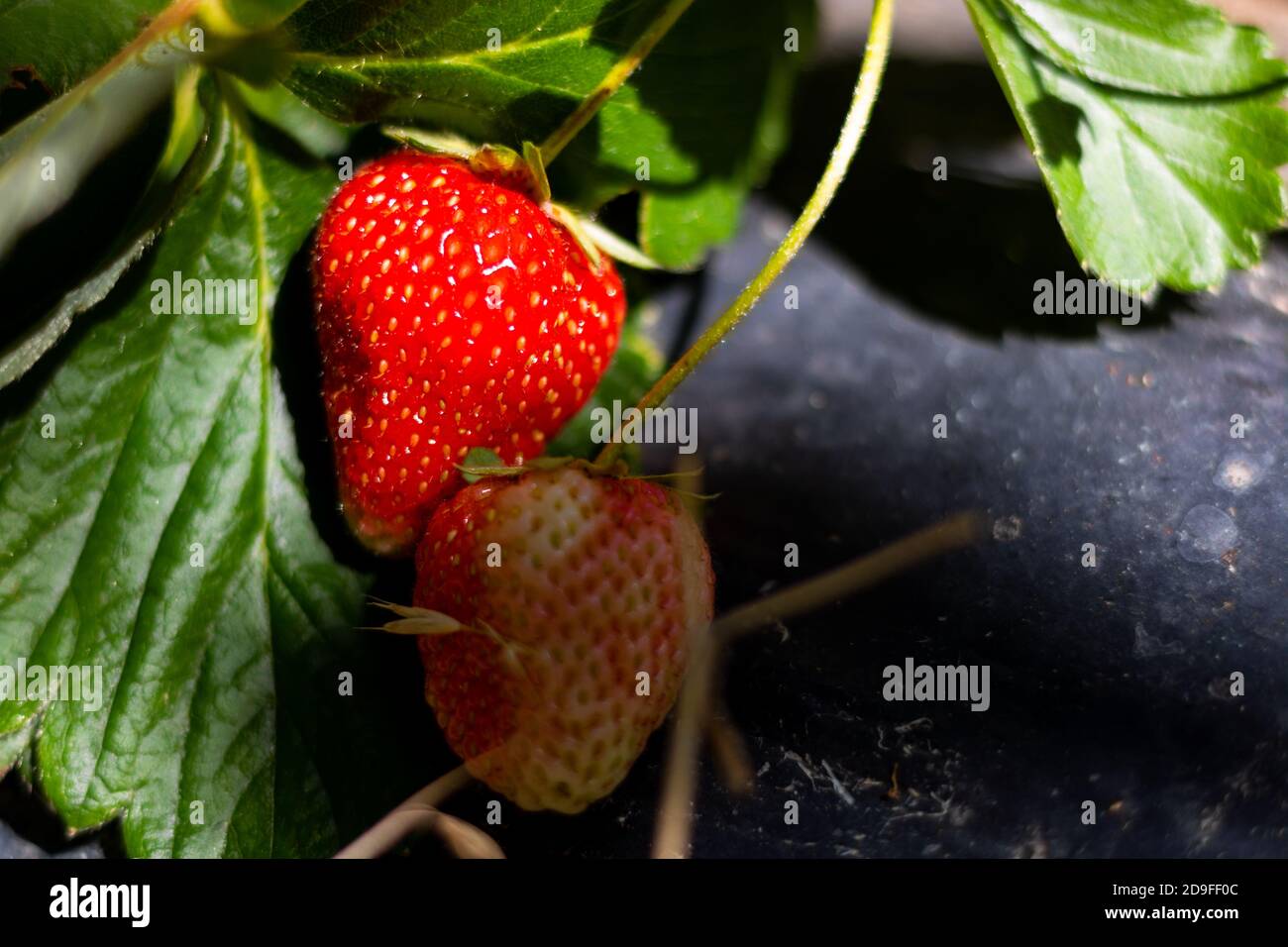 Rohe Erdbeeren auf dem Ast. Mulchschicht auf dem Boden. Erdbeeren aus biologischem Anbau. Erdbeerzucht. Stockfoto