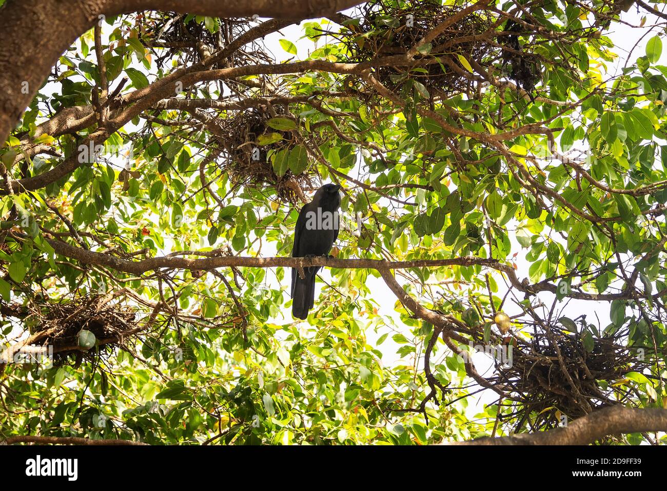 Tropische Wintertreescape mit indischen Hauskrähen und Reiher's Kolonie leere Nester. Sri Lanka Stockfoto