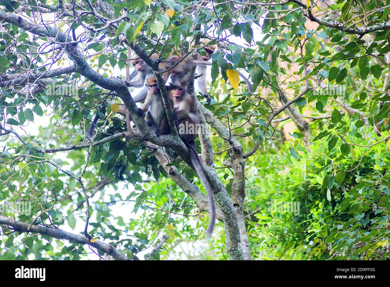 Verängstigte Packung wilder Affen, die in die Krone des Baumes gedrängt wurden. Blassfronten-Toque-Makaken (Macaca sinica aurifrons) von der zentralen Hochebene Sri Lankas, endem Stockfoto