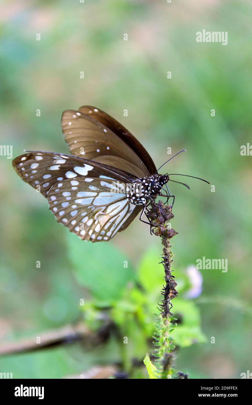 Schmetterlinge der Gattung Milchgrasschmetterling (Danaidae) wahrscheinlich Euploea mulciber während der Migration in Sri Lanka (Südteil, Regenwald). Dezember Stockfoto