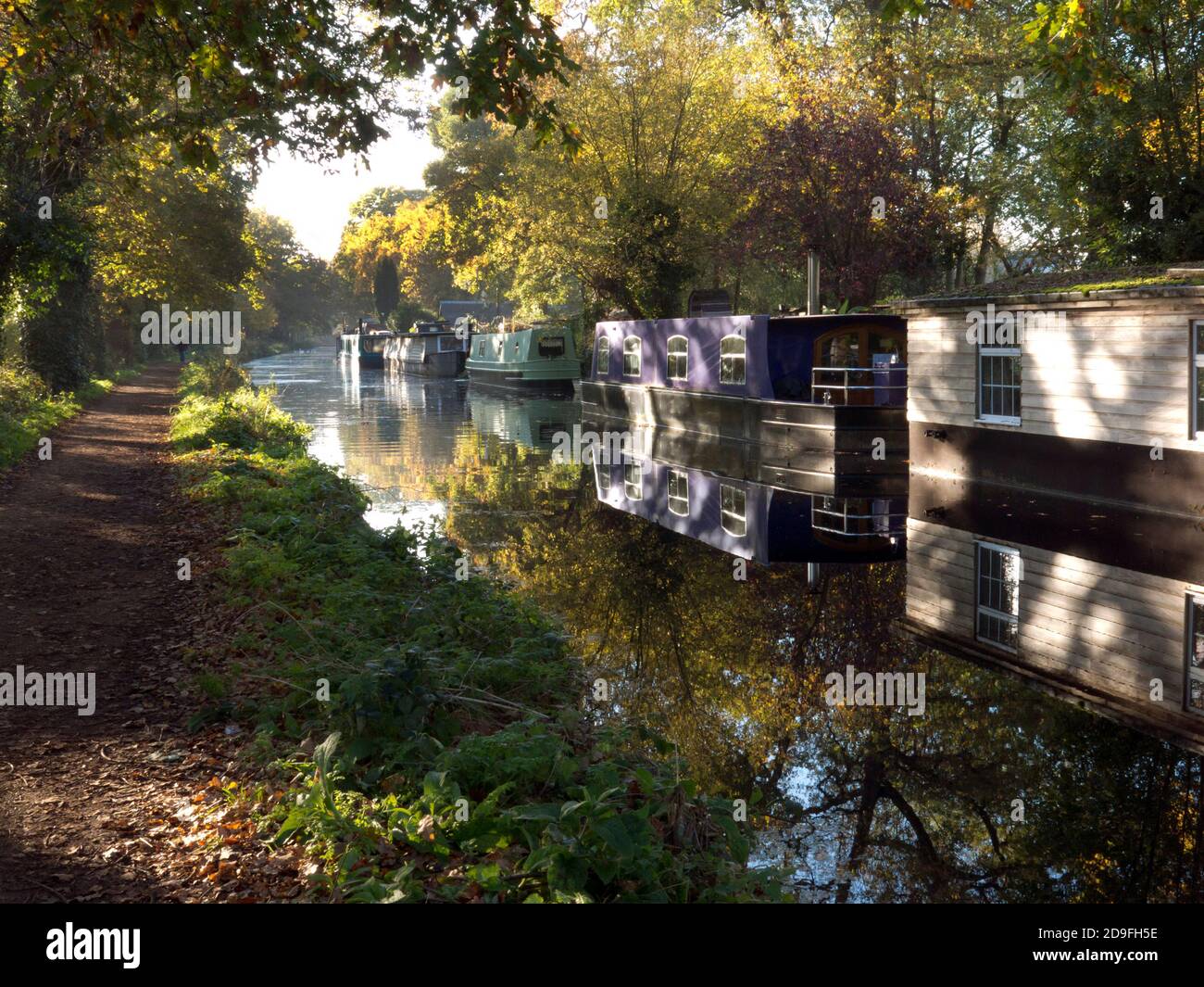 Herbst entlang des Basingtoke Canal bei West Byfleet Surrey, England Stockfoto
