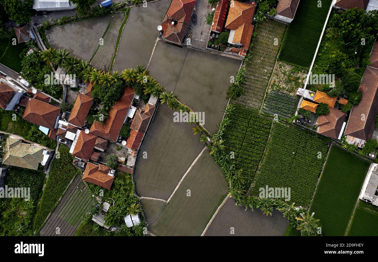 Ansicht oder Luftaufnahme von frischen grünen und gelben Reisfeldern. Luftaufnahme von gepflanzten Reisfeldern und ländlichen Dörfern, Geometrie der Landwirtschaft. Bali Stockfoto