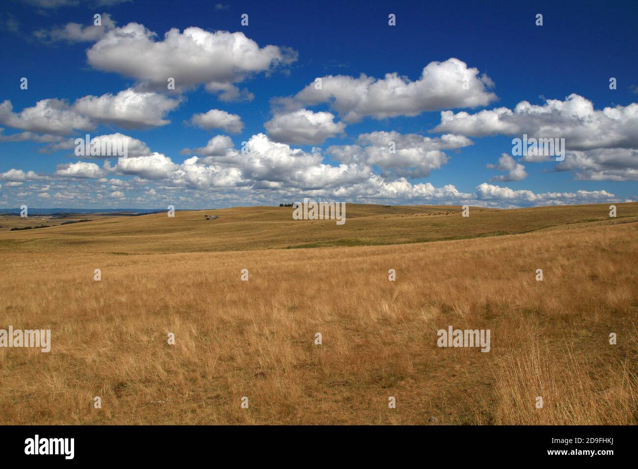 Ein Panoramablick auf die Aubrac Weiden an einem schönen Augustnachmittag. Stockfoto