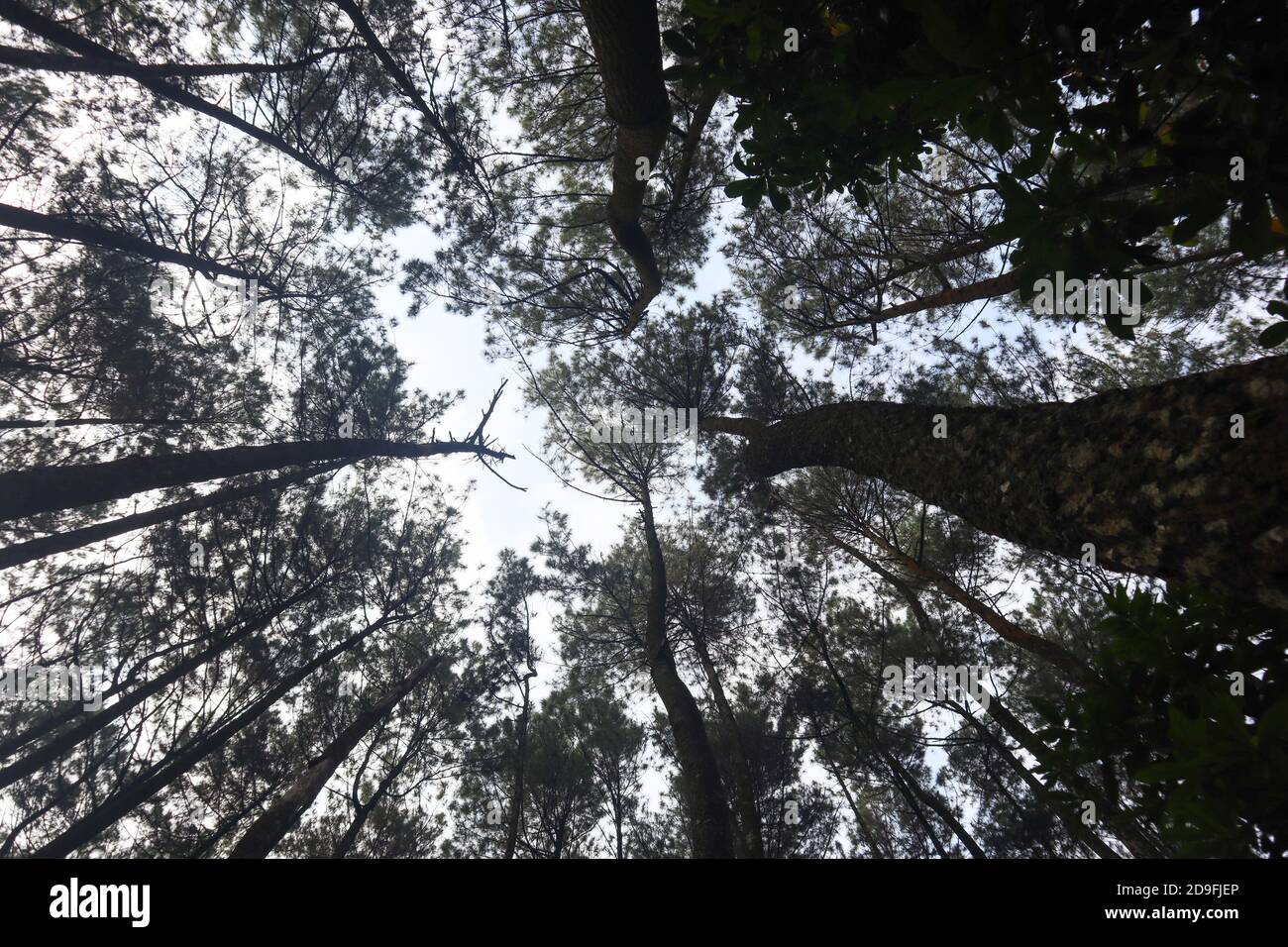 Kiefernwald Silhouette mit niedrigem Winkel, perfekt für Smartphone, Tablet und Computer Hintergrundbilder Stockfoto
