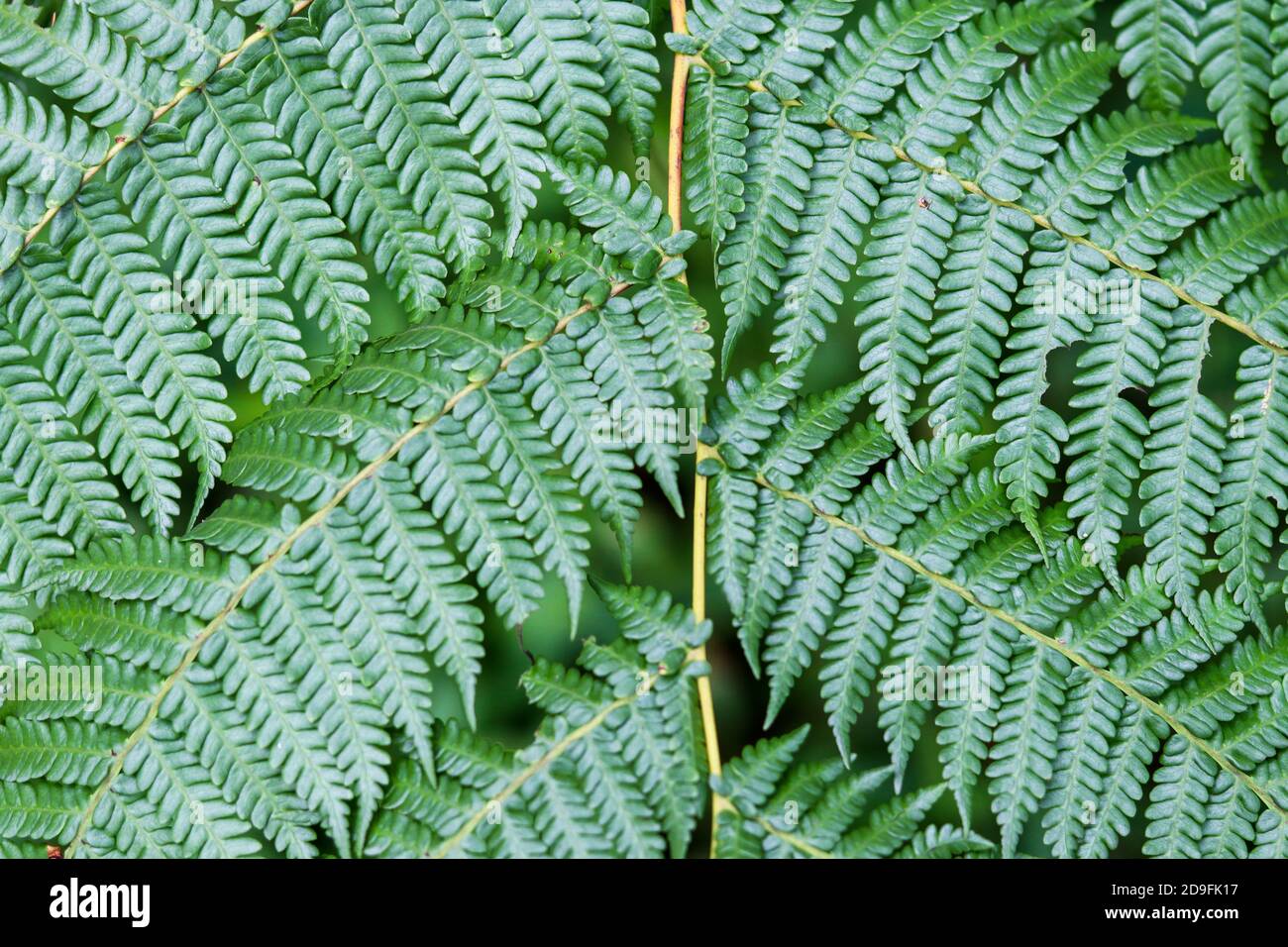 Textur von Farnblättern mit dunkelgrüner Farbe, geeignet für Smartphone-, Tablet- und Computertapeten. Kann als Hintergrund verwendet werden Stockfoto