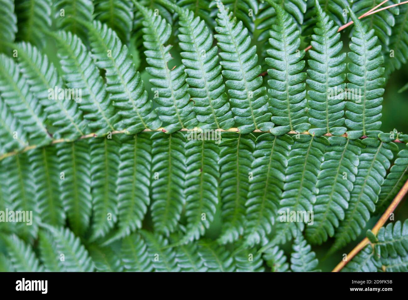Textur von Farnblättern mit gezackten Blattformen, geeignet für Smartphone, Tablet und Computer Tapeten. Kann als Hintergrund verwendet werden Stockfoto