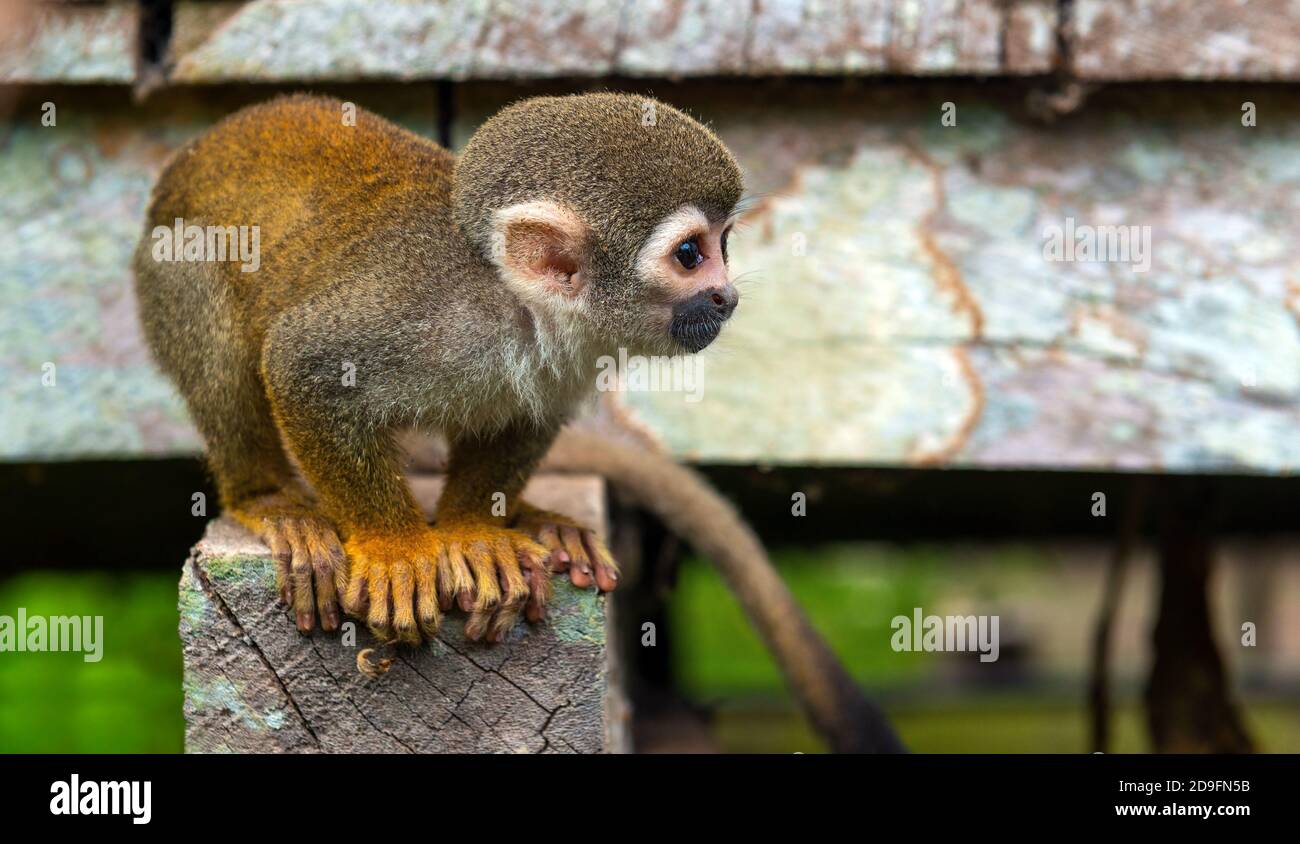 Porträt eines Eichhörnchen Affen (Saimiri) in einem Dorf im Amazonas-Fluss tropischen Regenwald, Cuyabeno Reserve, Ecuador. Stockfoto
