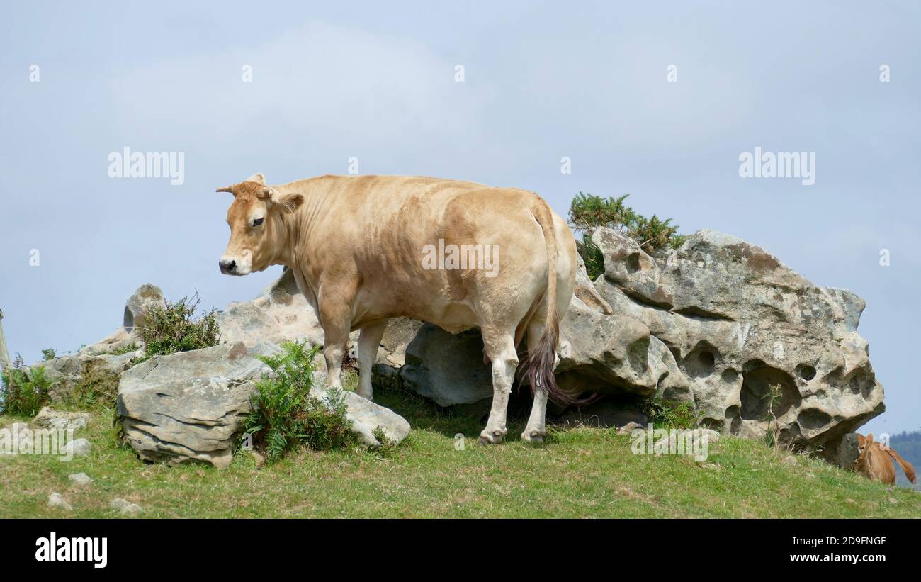 Ochse an einem Felsen auf einem Berg Stockfoto