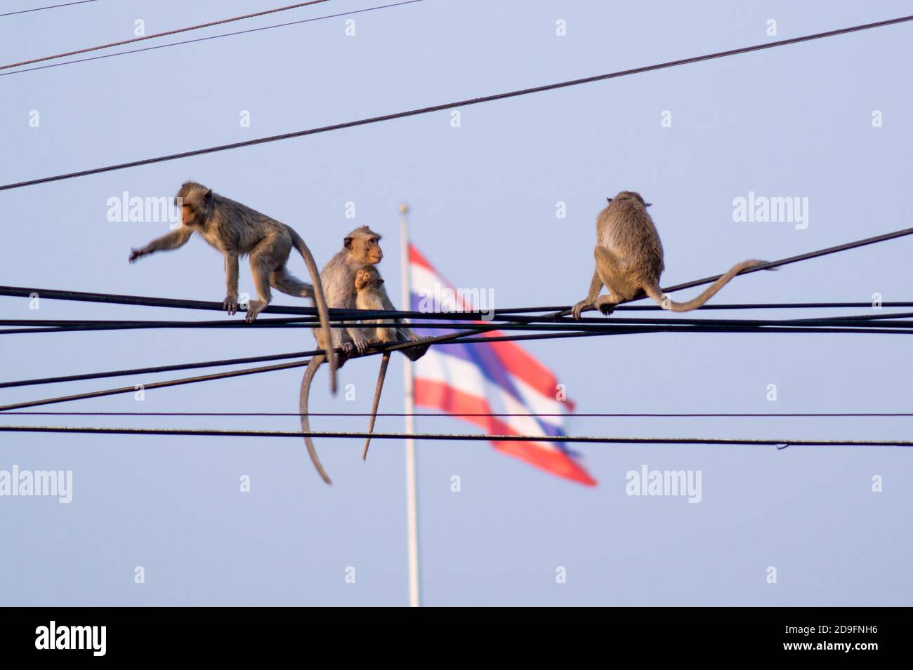 Affen auf Stromleitungen Stockfoto