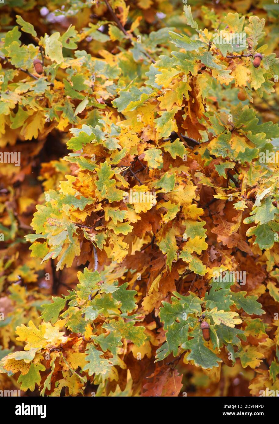 Krakau. Krakau. Polen. Stieleiche (Quercus robur). Die Blätter werden gelb. Herbstfarben. Stockfoto