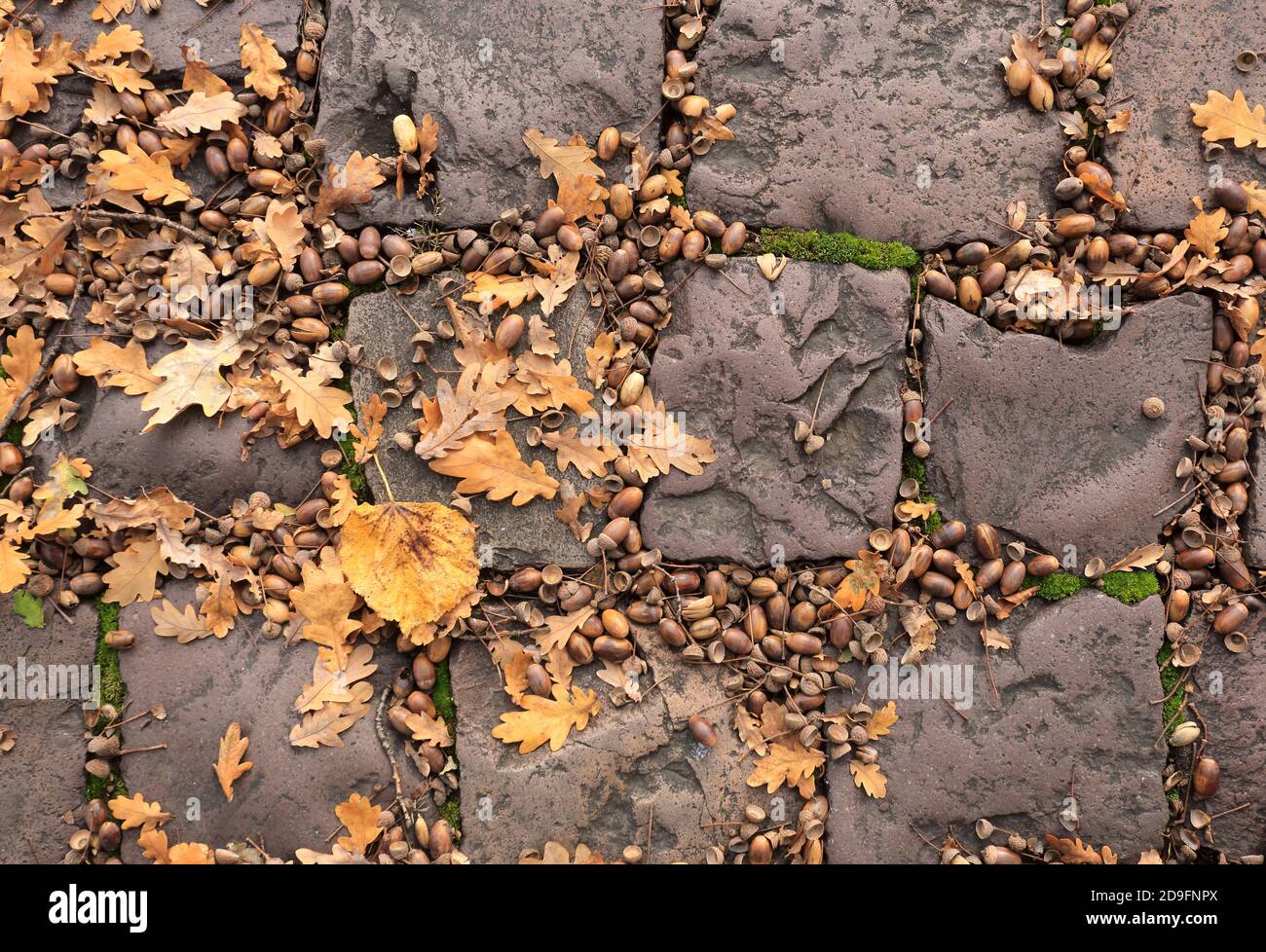 Krakau. Krakau. Polen. Stieleiche (Quercus robur). Eicheln und Blätter auf dem Bürgersteig aus Porphyr-Kopfsteinpflaster. Stockfoto