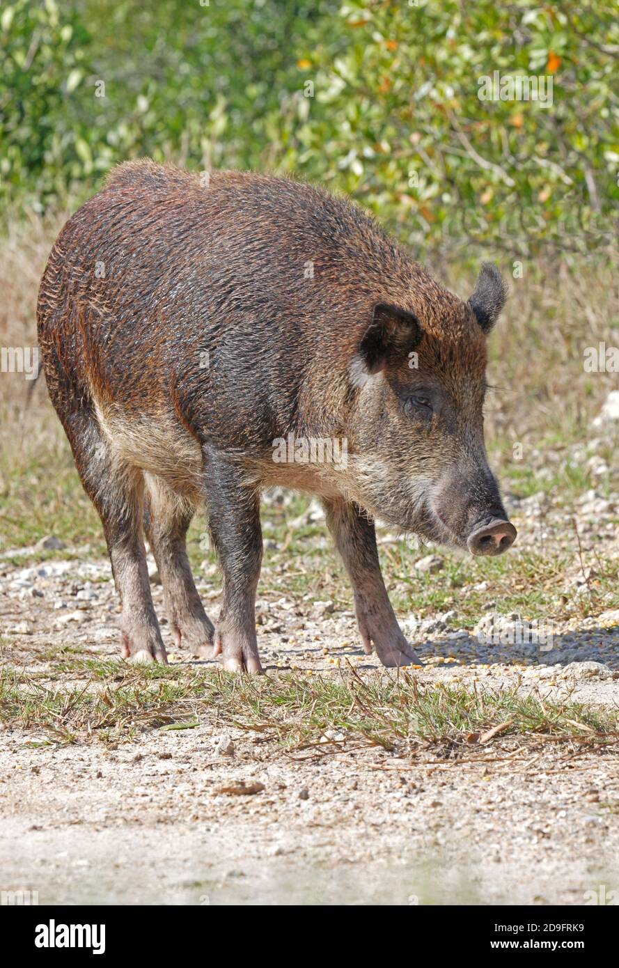 Feral Schwein, Erwachsene stehen auf der Strecke Everglades, Florida Februar Stockfoto