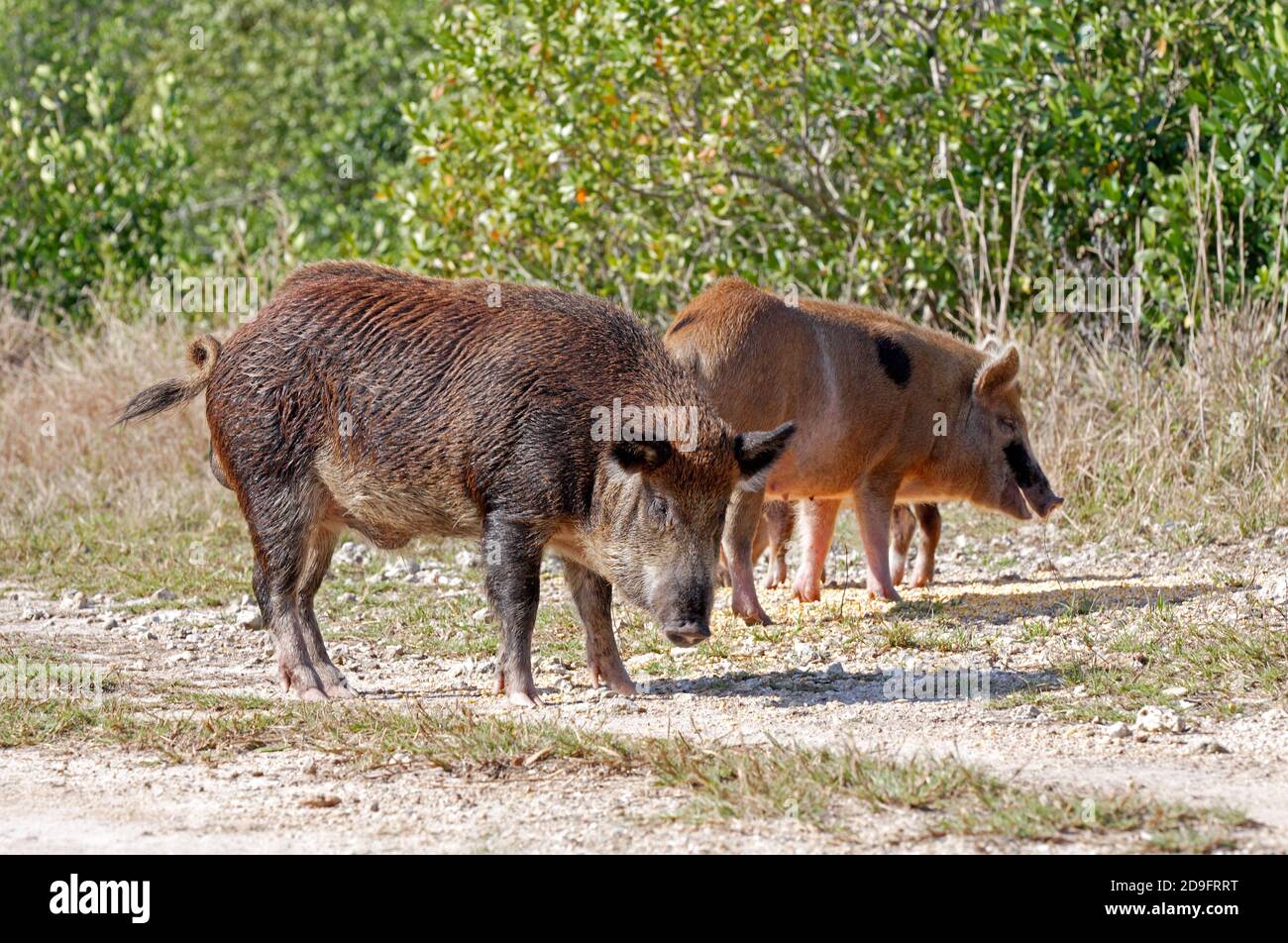 Feral Schwein, Gruppe Fütterung auf verschütteten Getreide Everglades, Florida Februar Stockfoto