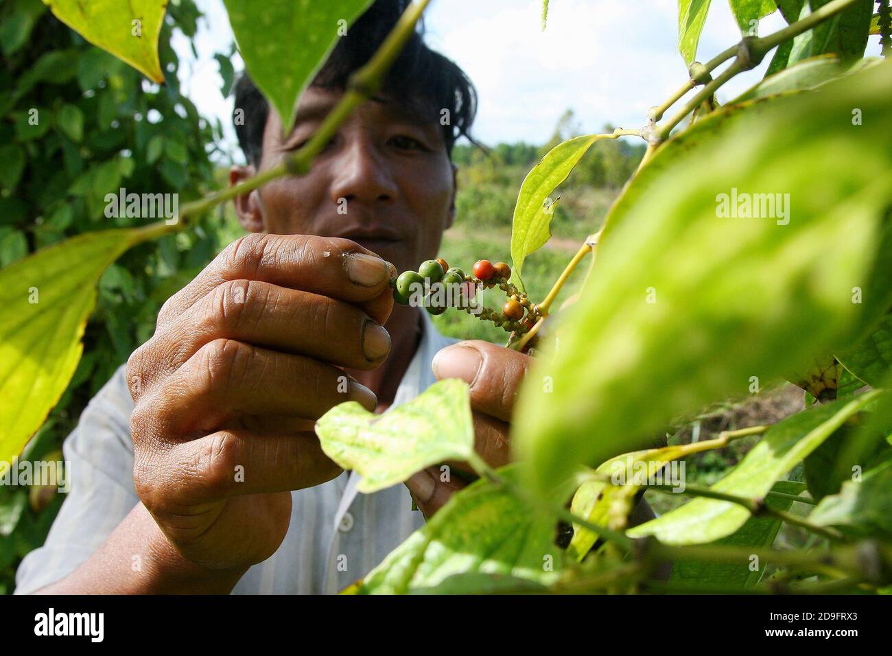 (201105) -- PHNOM PENH, 5. November 2020 (Xinhua) -- das am 25. Juni 2009 aufgenommene Aktenfoto zeigt einen Bauern, der seinen Pfeffer auf einer Farm in der Küstenprovinz Kampot im Südwesten Kambodschas kontrolliert. Nguon Lay, Präsident der Kampot Pepper Promotion Association, sagte, die China International Import Expo (CIIE) bietet Möglichkeiten für den Export von kambodschanischen landwirtschaftlichen Produkten, einschließlich Pfefferprodukte auf den chinesischen und internationalen Märkten. "Es wird die Handels- und Investitionsbeziehungen zwischen China und dem Rest der Welt, einschließlich Kambodscha, weiter stärken", fügte er hinzu. ZU 'Spotlight: Cambodian offici Stockfoto