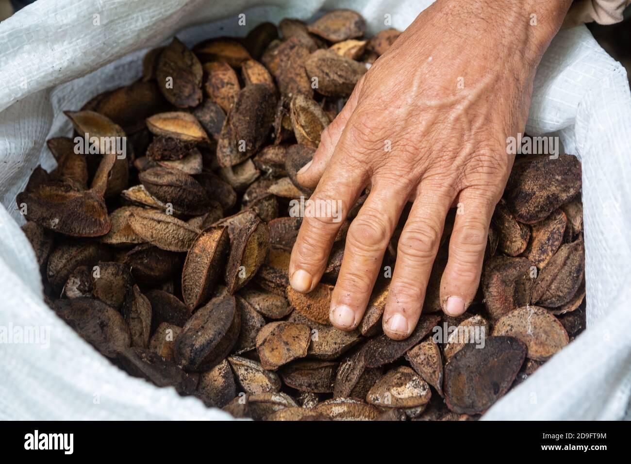 Nahaufnahme der einheimischen Mann Hand mit Beutel von Paranüssen im amazonas Regenwald während der Nussernte. Konzept der Umwelt, Ökologie, nachhaltig. Stockfoto