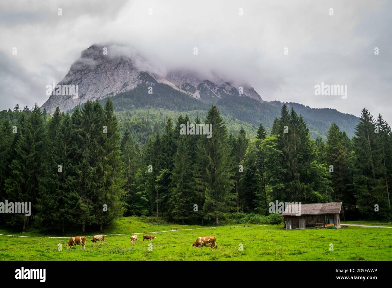 Weidende Kühe in den Alpen Stockfoto