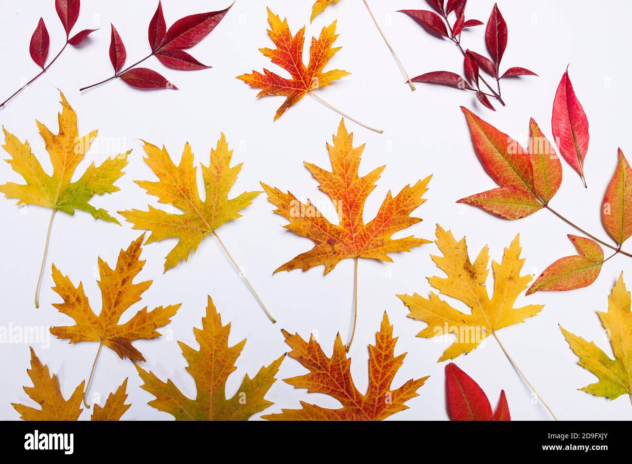 Gelbe, orange und rote Herbstblätter Stillleben auf weißem Hintergrund Stockfoto