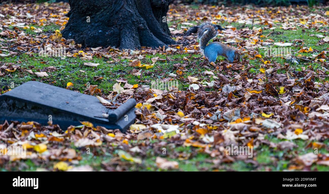 Graues Eichhörnchen (Sciurus carolinensis) Graben im Gras auf dem Friedhof mit Herbstblättern, Edinburgh, Schottland, Großbritannien Stockfoto