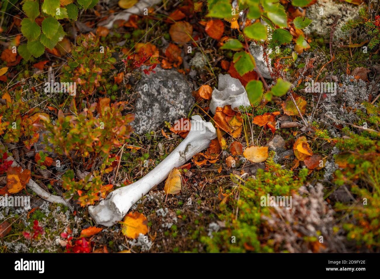 Weißer Tierknochen in schwedisch Lappland Stockfoto