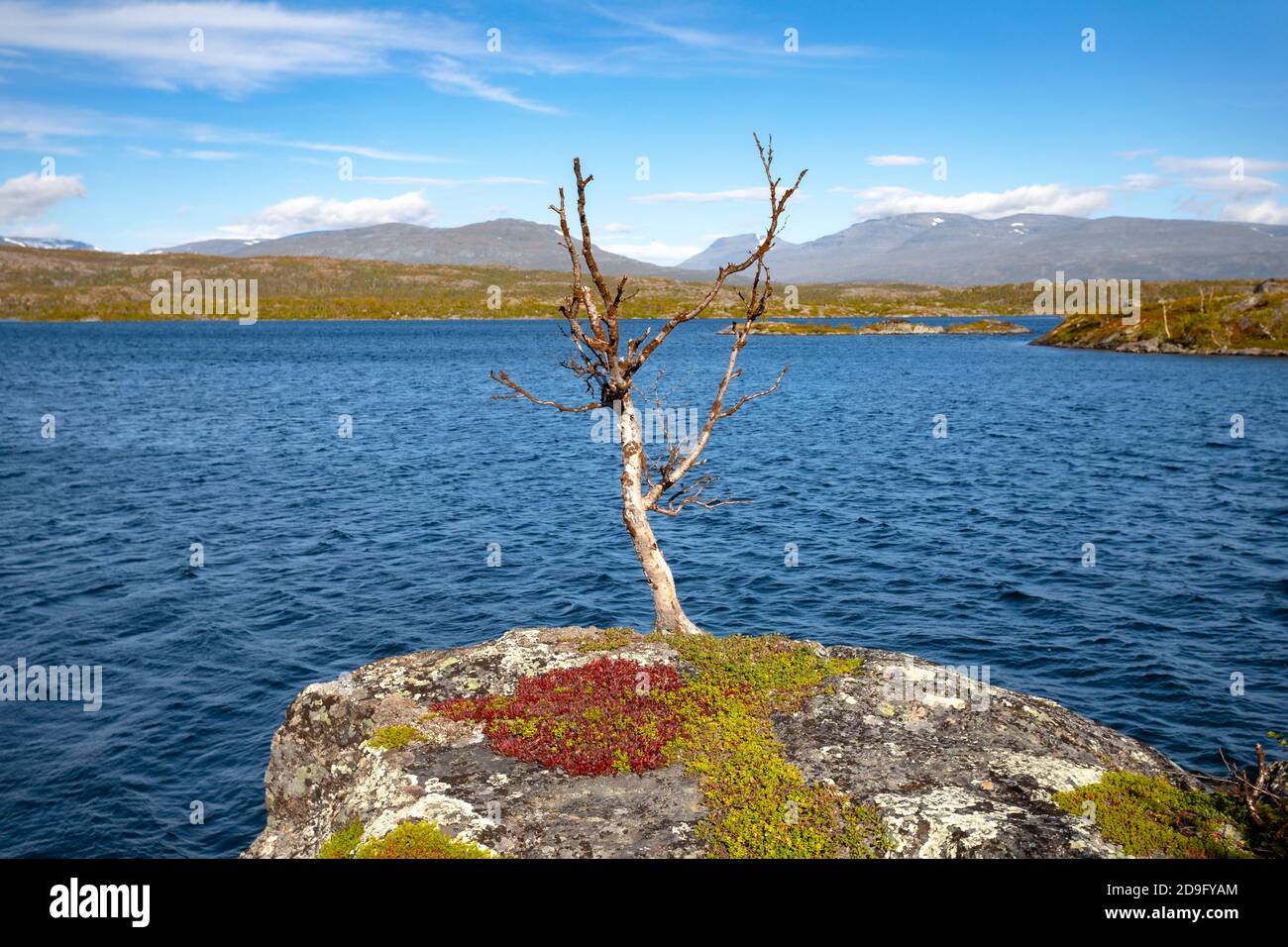 Blattloser Baum auf einem Felsen am See Tornetrask, Lappland Schweden Stockfoto