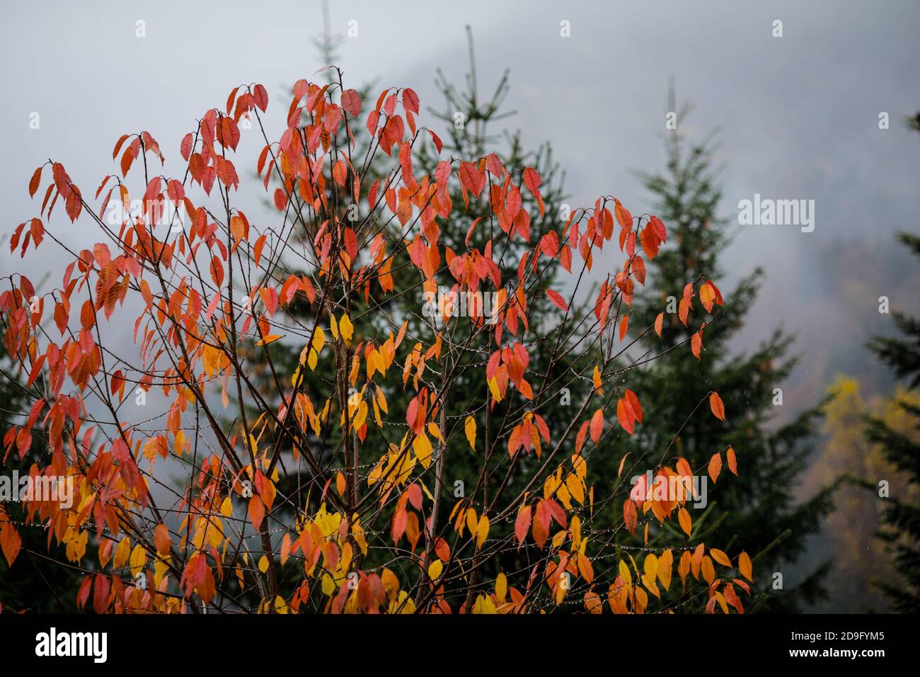Rote und gelbe Blätter eines Herbstbaums mit grünen Kegelbäumen Wald im Hintergrund in den rumänischen Bergen während eines regnerischen / Schnee November Tag. Stockfoto
