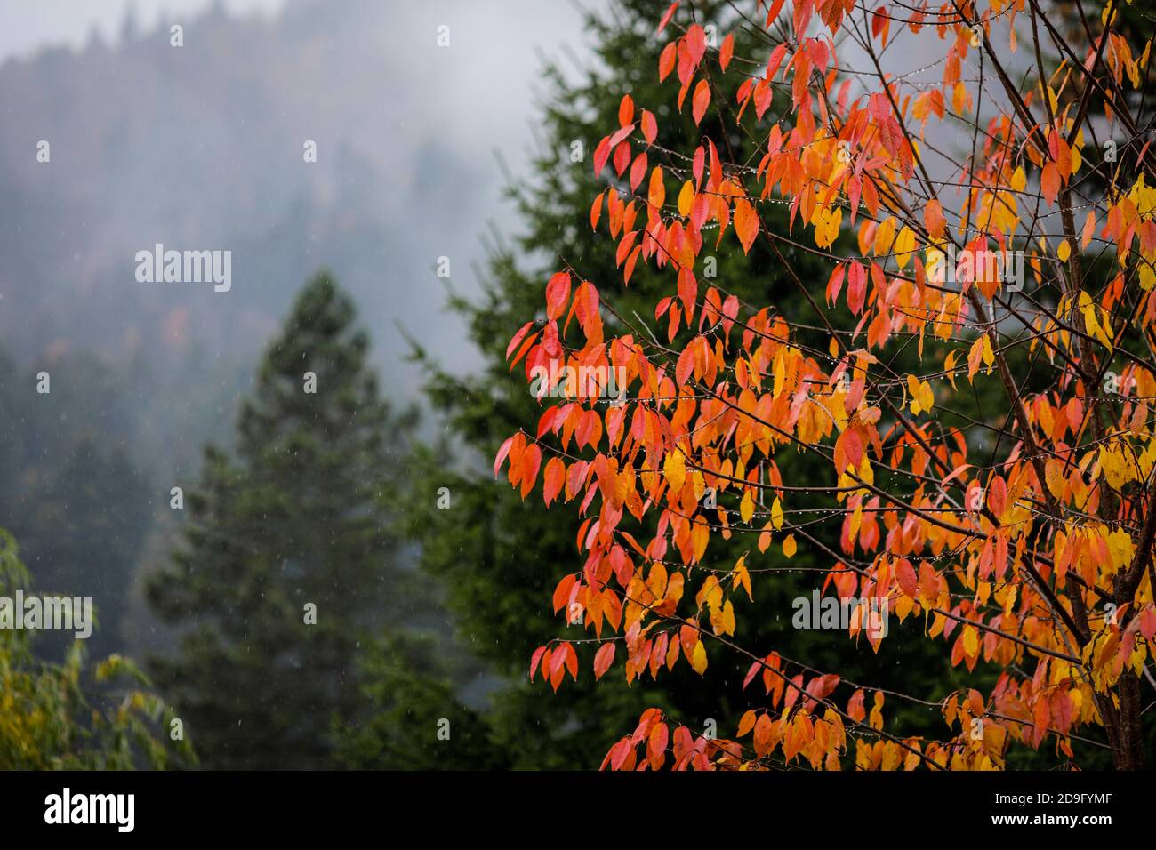 Red and yellow leaves of an autumn tree with green cone trees forest in the background in the Romanian mountains during a rainy/sleet November day. Stockfoto