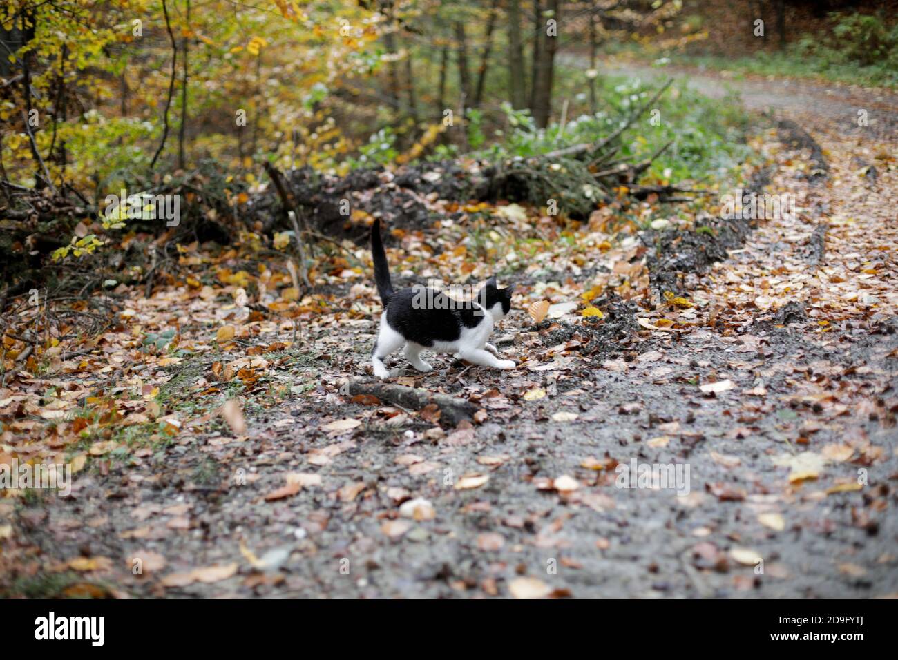 Süße schwarz-weiße streunende Katze auf einem Waldweg während eines regnerischen kalten Herbsttages in einem Wald in Rumänien. Stockfoto