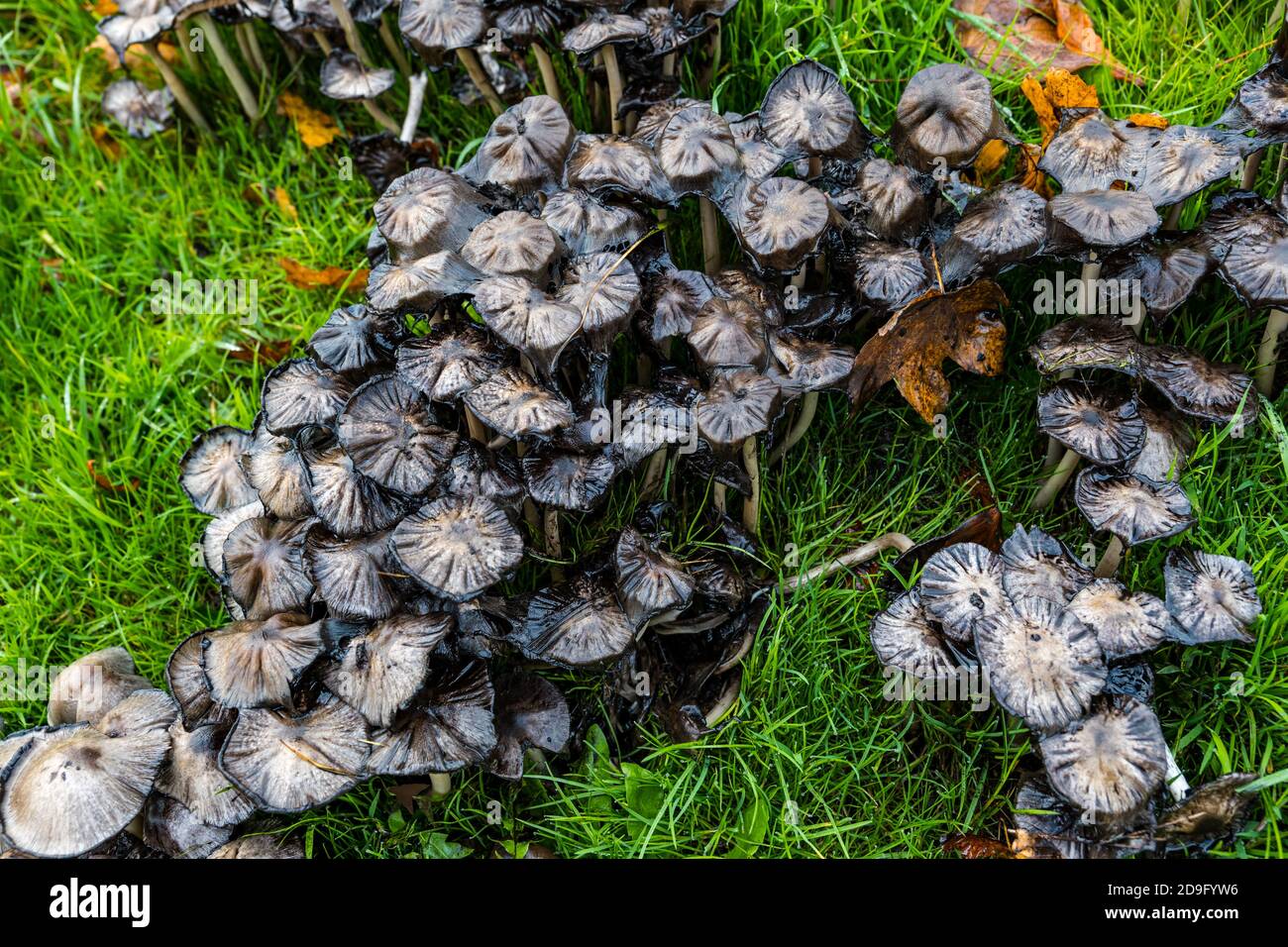 Schleimig nassen verfallenden Pilze, zottelige Tintenkappe oder Anwalt Perücke (Coprinus comatus) wächst im Gras, Schottland, Großbritannien Stockfoto