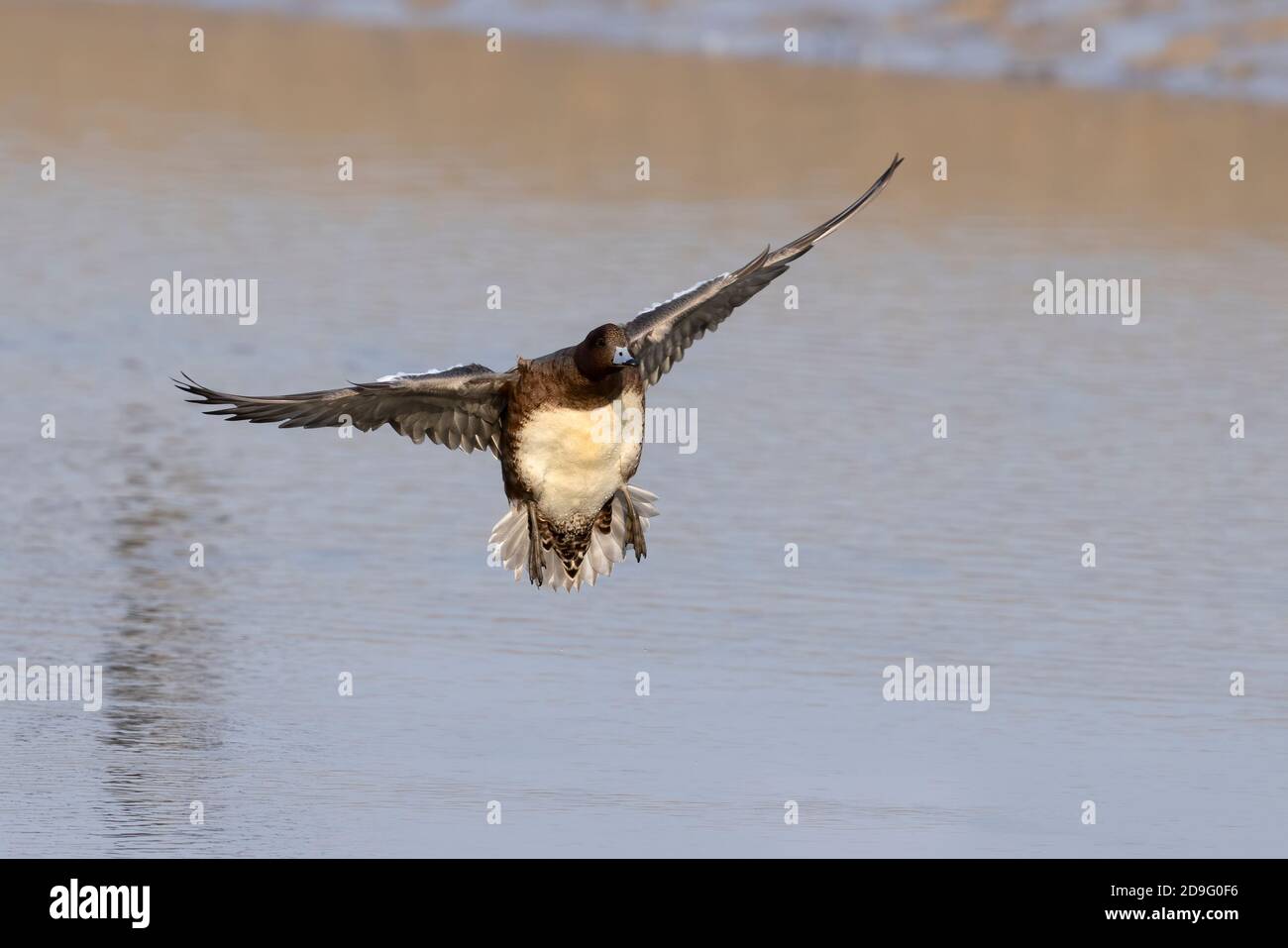 Wieron (Anas penelope) landet im Wasser der Hayle Mündung zurück über Winter in Cornwall nach ihrer Migration nach Süden. Stockfoto