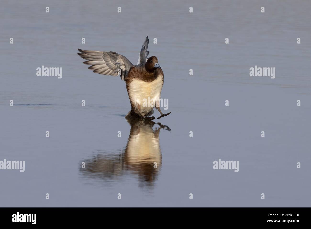 Wieron (Anas penelope) landet im Wasser der Hayle Mündung zurück über Winter in Cornwall nach ihrer Migration nach Süden. Stockfoto