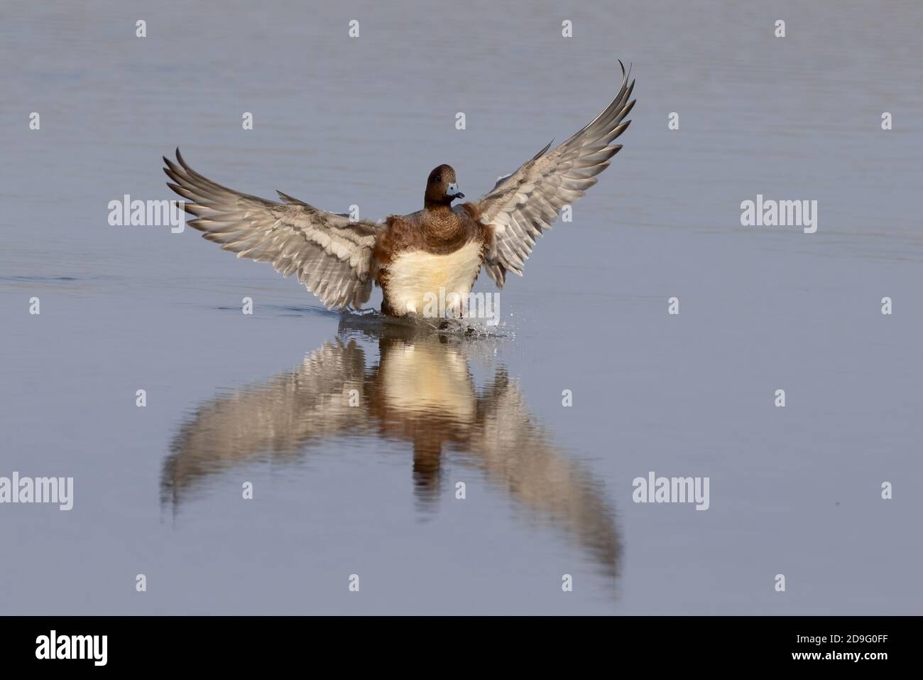 Wieron (Anas penelope) landet im Wasser der Hayle Mündung zurück über Winter in Cornwall nach ihrer Migration nach Süden. Stockfoto