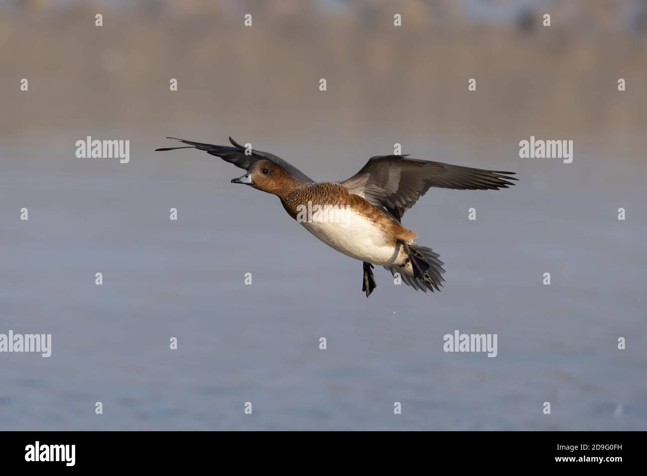 Wieron (Anas penelope) landet im Wasser der Hayle Mündung zurück über Winter in Cornwall nach ihrer Migration nach Süden. Stockfoto