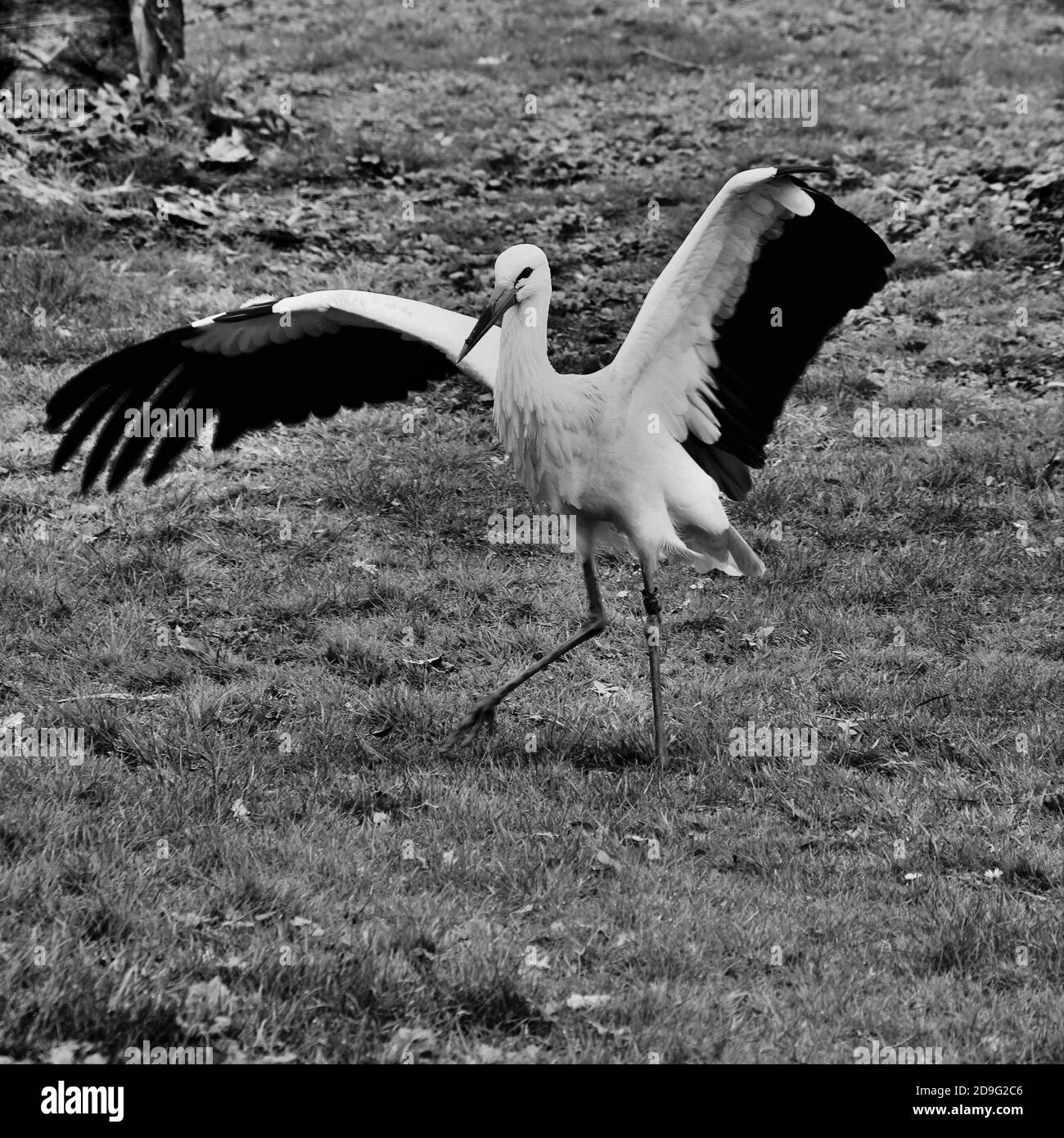 Ein Blick auf einen weißen Storch Stockfoto