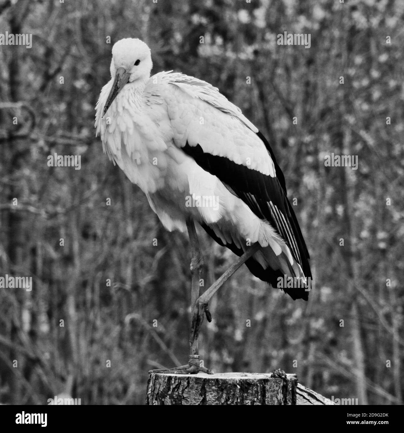 Ein Blick auf einen weißen Storch Stockfoto