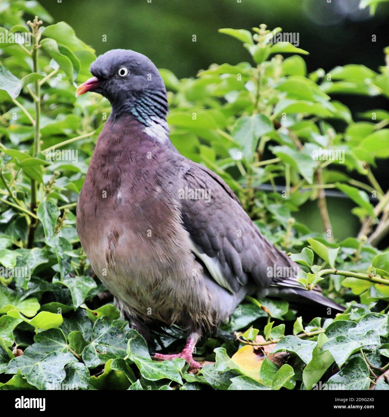 Ein Blick auf eine Waldtaube Stockfoto