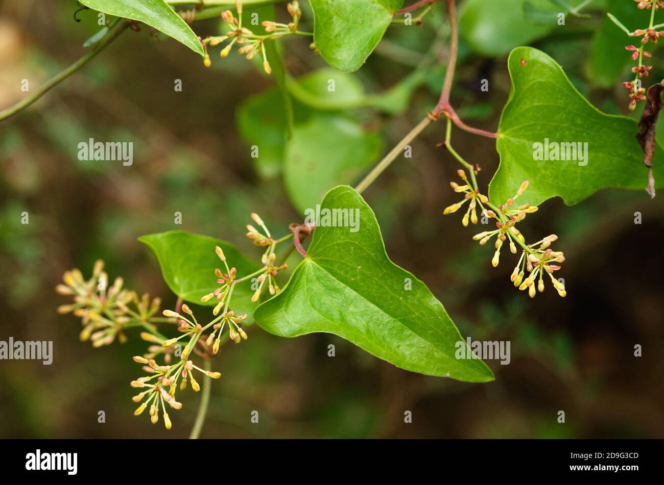 Blütenstand mit Blütenknospen und Blättern von Common Smilax (Smilax aspera), alias Rough Bindweed oder Sarsaparille gegen einen natürlichen, aus dem Fokus geratenen Backgrou Stockfoto