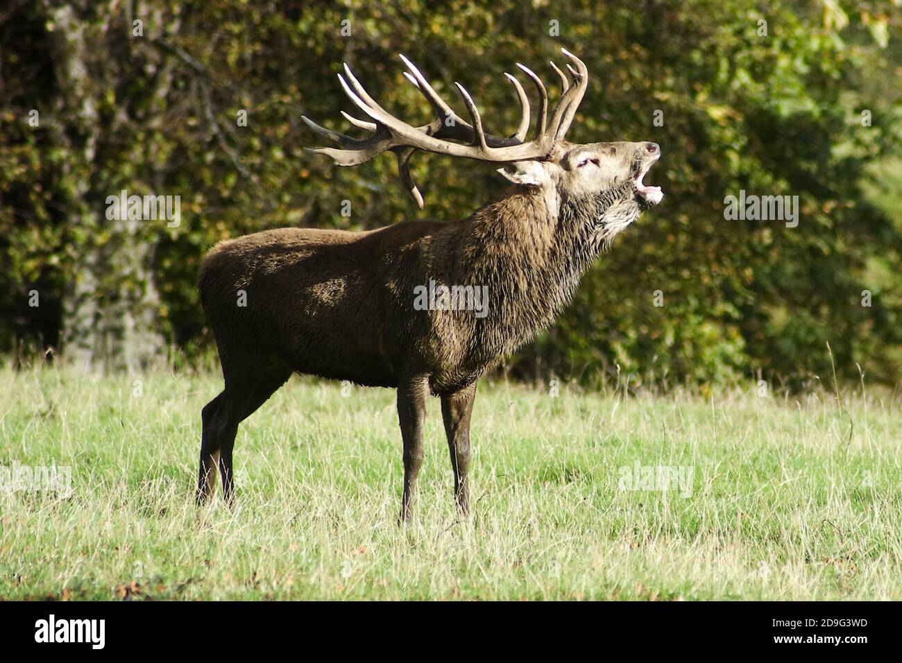 Rothirsch Hirsch brüllend in der Furche Stockfoto