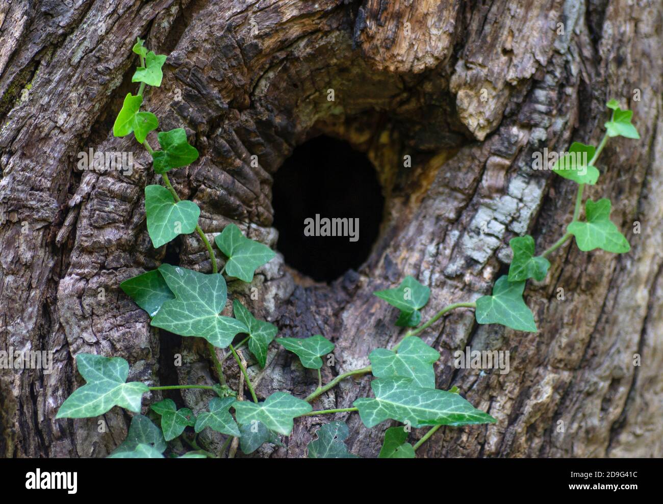 Zwei kleine Äste aus Efeu-Blättern, die auf einen Baum klettern Stamm um einen Hohlraum Stockfoto