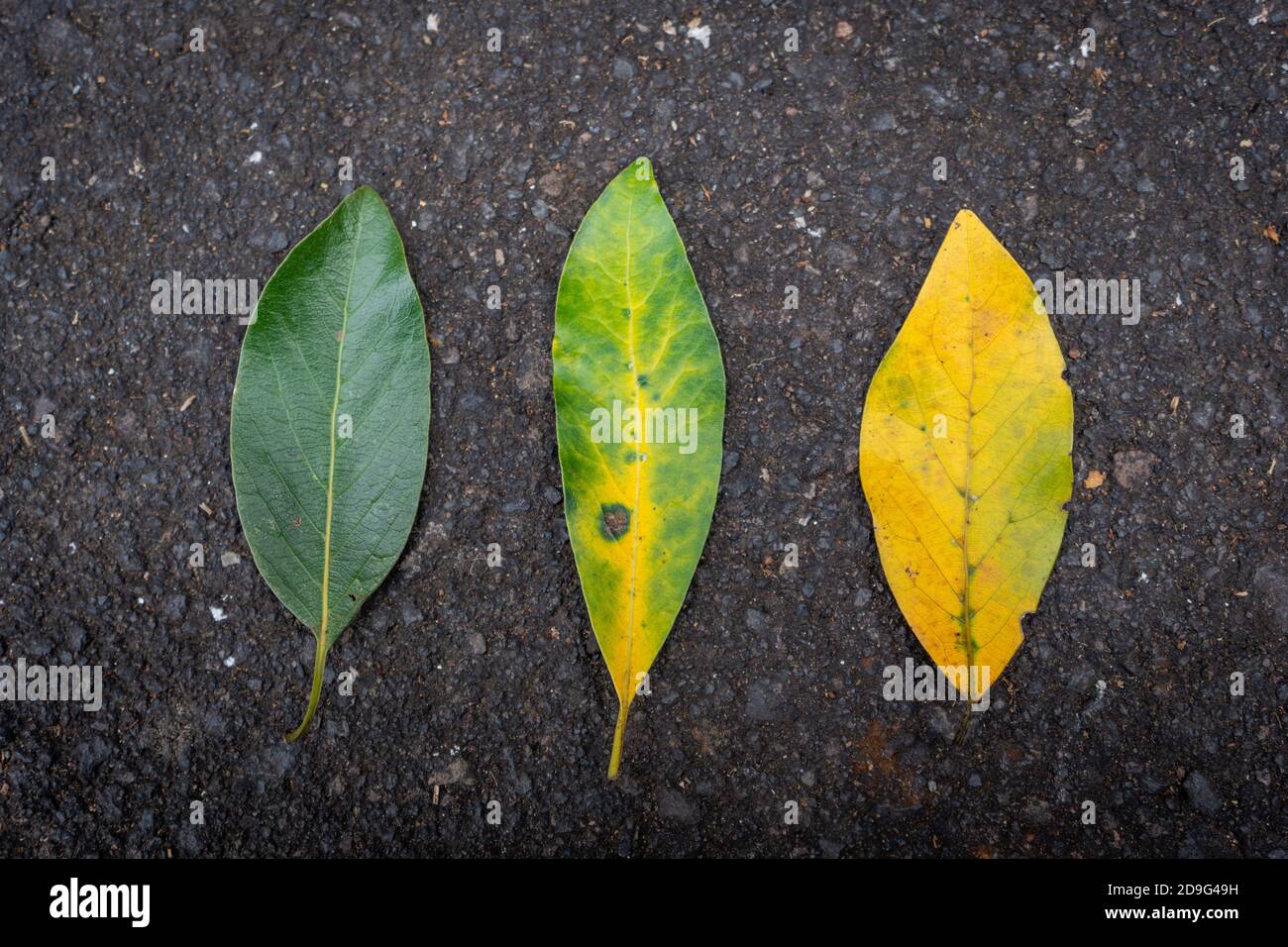 Sommer Oktober Blattfarbe wechselt von grün zu gelb Stockfoto