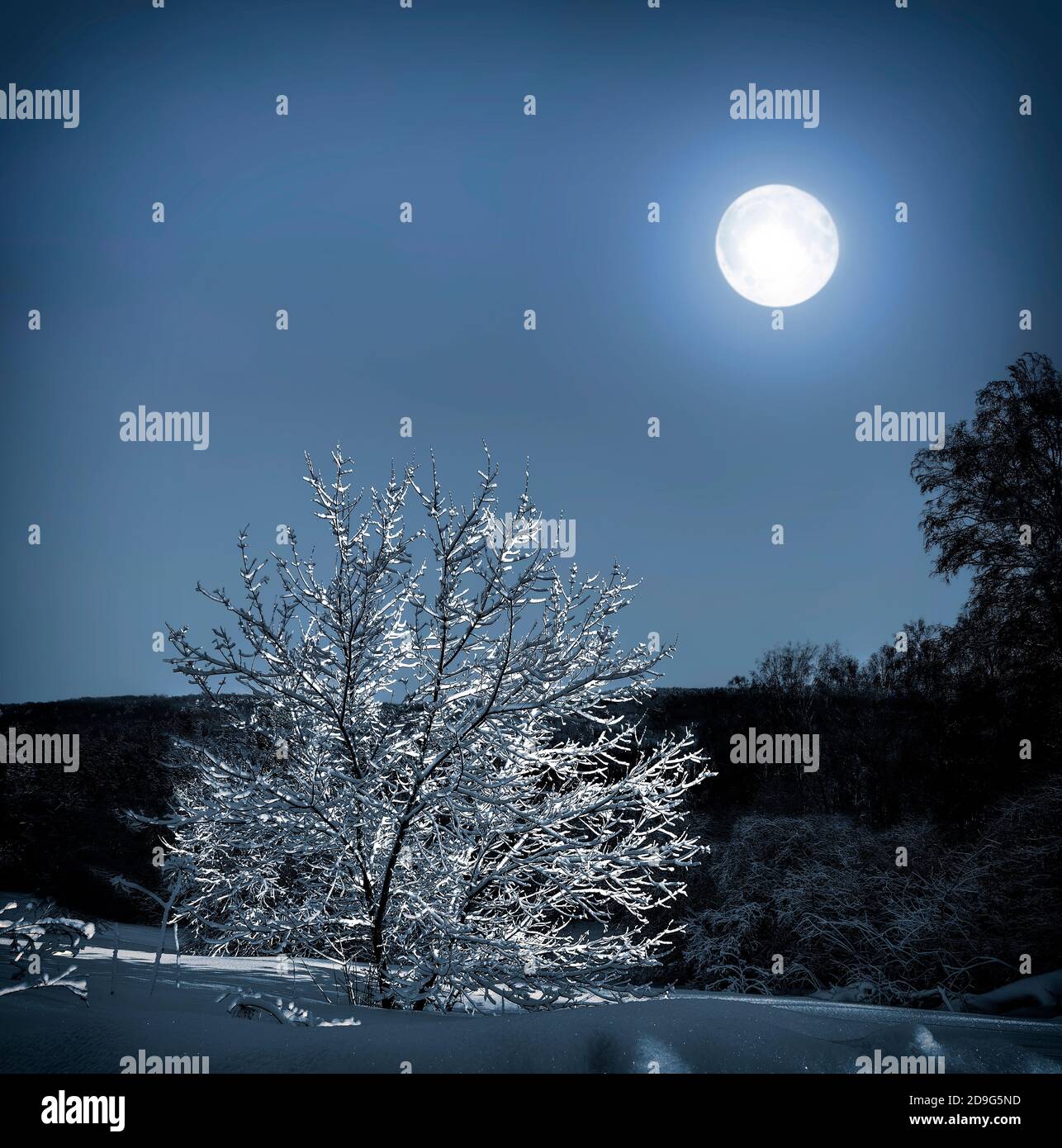Einsamer Baum mit Schnee bedeckt im Mondlicht - wunderbare Winternachtslandschaft. Vollmond über dem Wald beleuchtet einsamen Baum auf der verschneiten Wiese Stockfoto