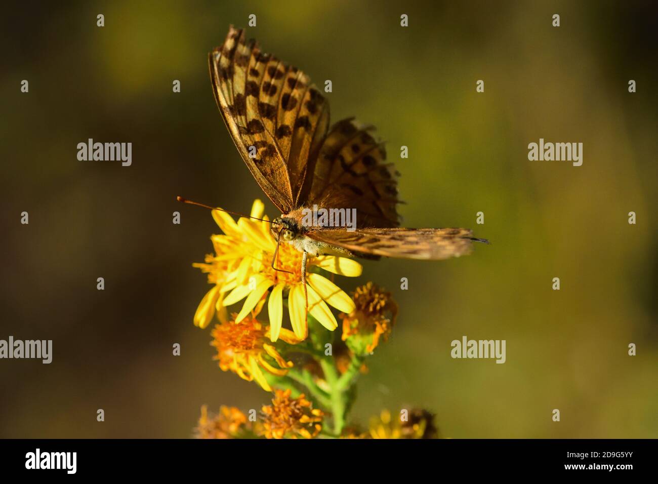 Nahaufnahme eines isolierten Schmetterlings Exemplar Königin von Spanien Fritillary, auf wilden Blumen gelegt. Stockfoto
