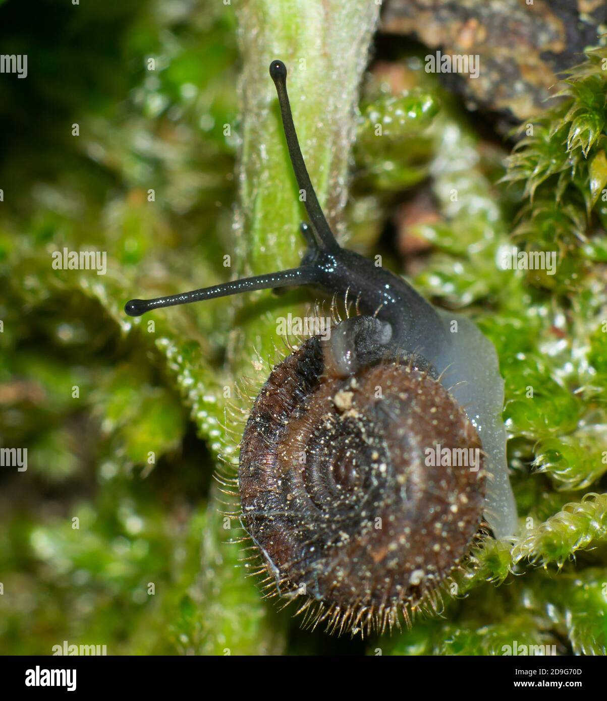 Detail des Tentakels einer kleinen haarigen Schnecke, Ciliella ciliata, auf einem grünen Moos Stockfoto
