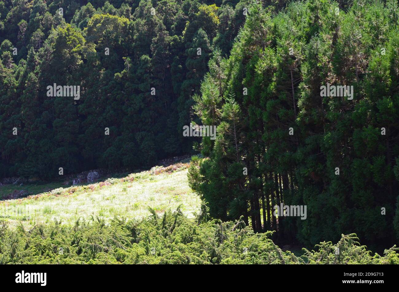 Wälder in der vulkanischen caldeira der Insel Graciosa, Azoren Archipel, Portugal Stockfoto