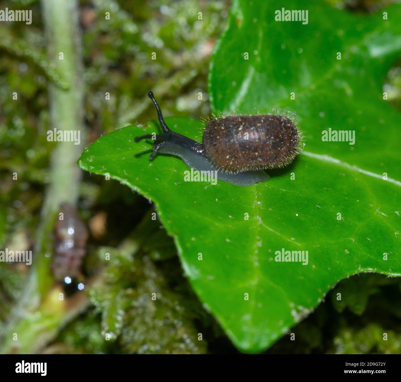 Nahaufnahme einer kleinen terrestrischen behaarten Schnecke, Ciliella Ciliata, auf einem Efeublatt Stockfoto