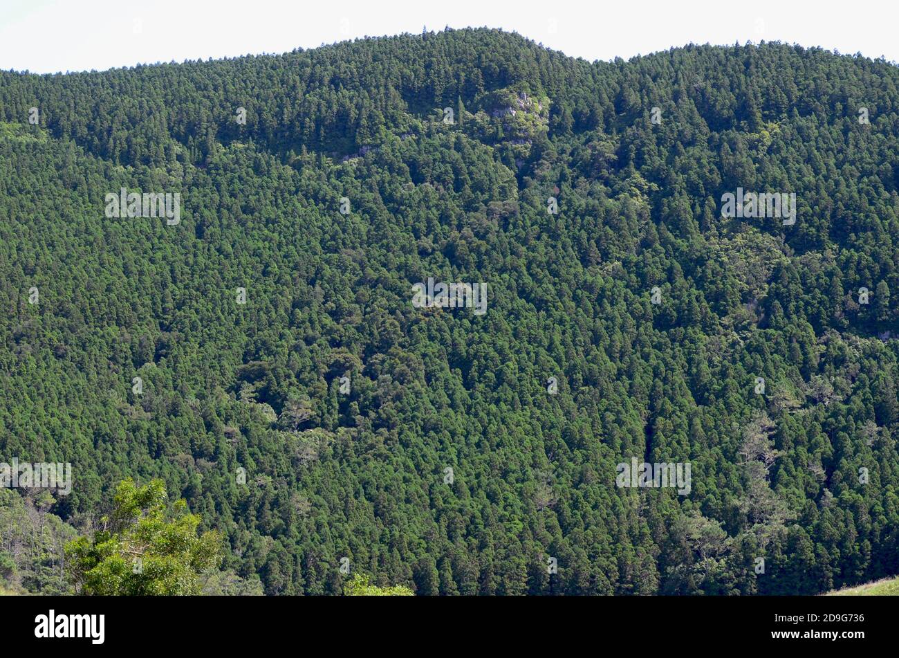 Wälder in der vulkanischen caldeira der Insel Graciosa, Azoren Archipel, Portugal Stockfoto