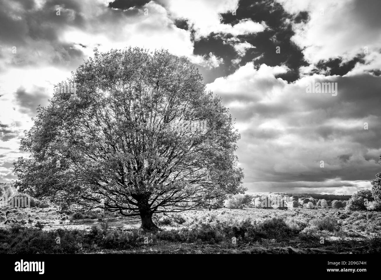 Single English Oak Tree in Budby Common Heide Land. Stockfoto