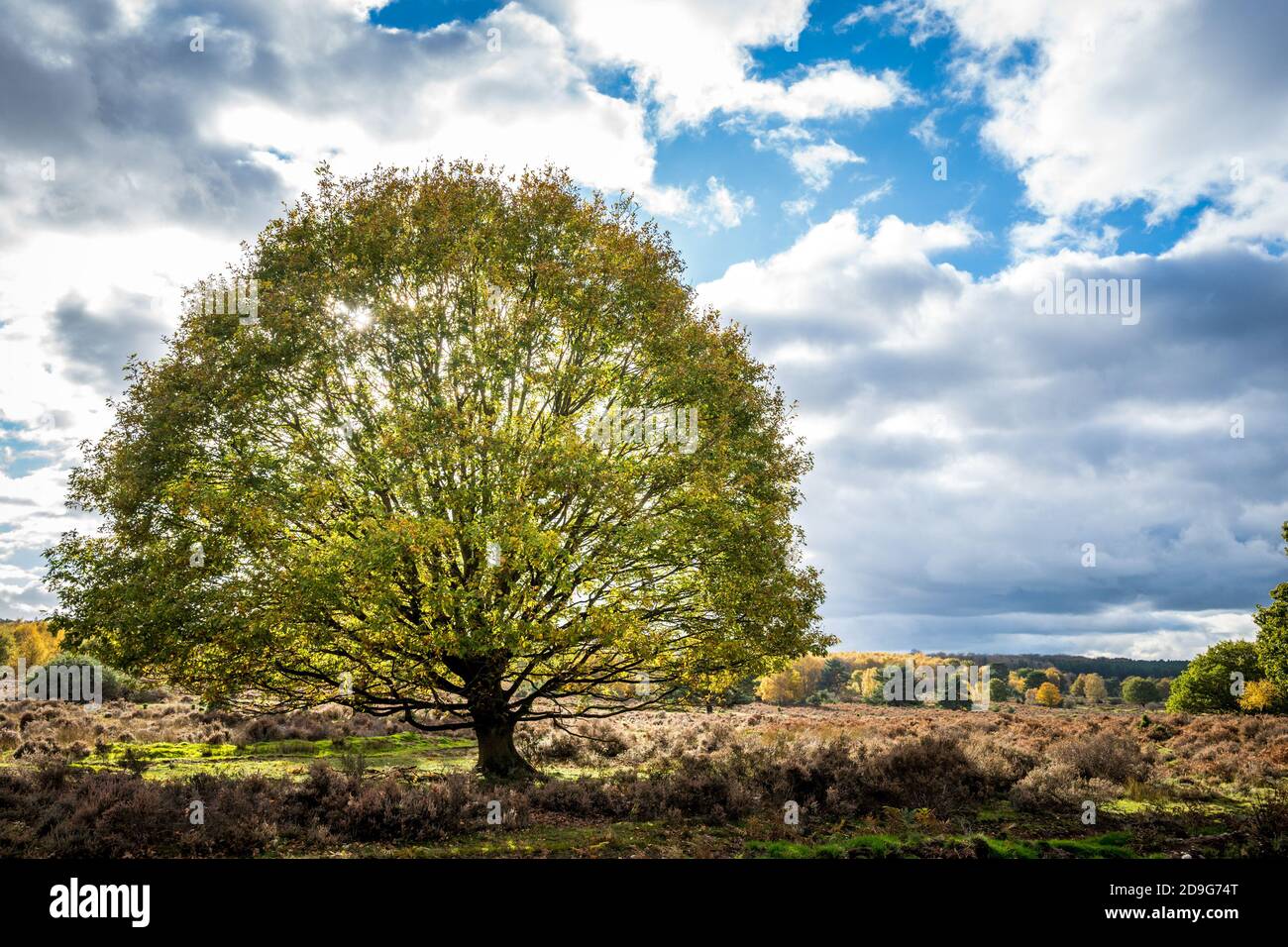 Single English Oak Tree in Budby Common Heide Land. Stockfoto