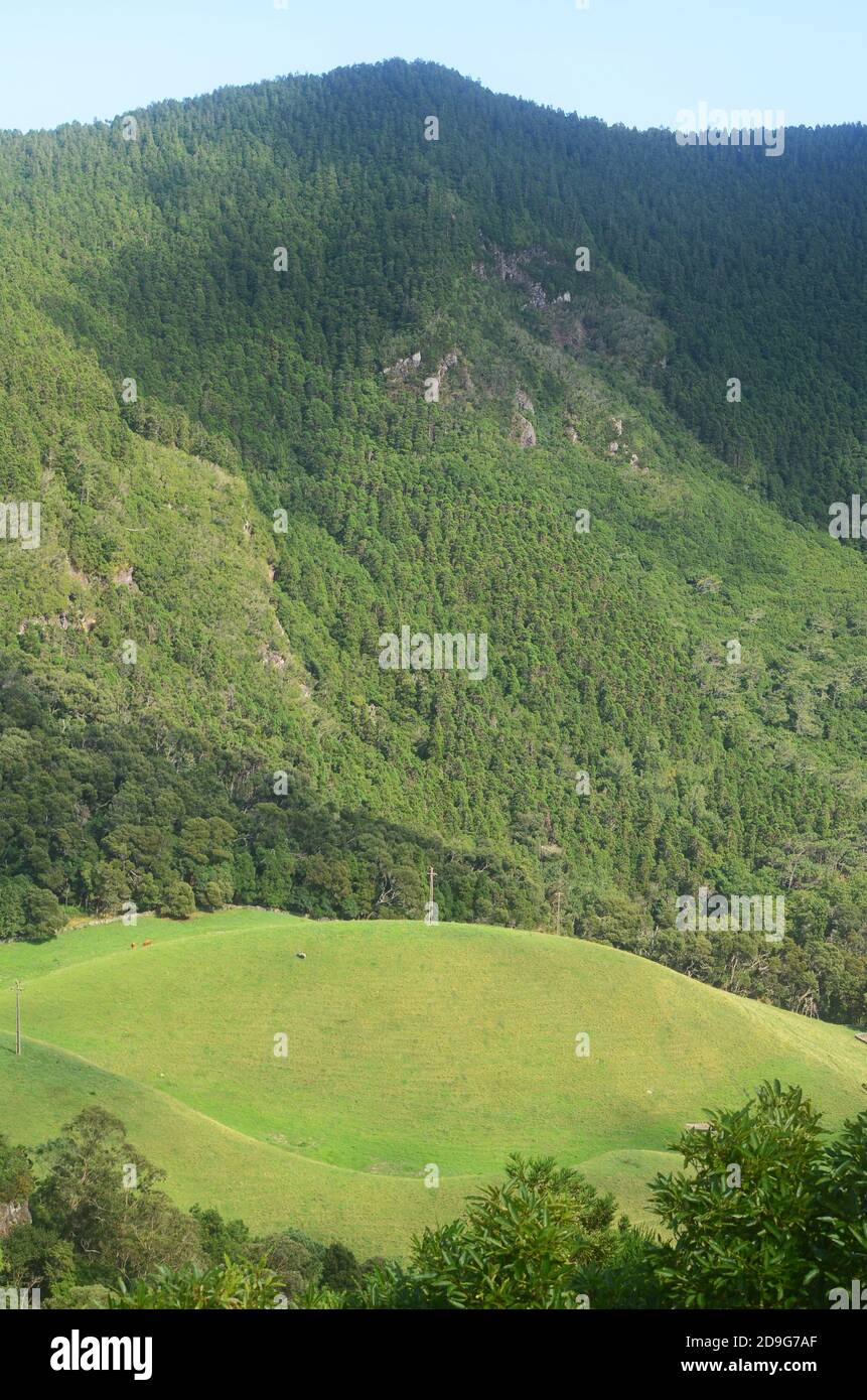 Wälder in der vulkanischen caldeira der Insel Graciosa, Azoren Archipel, Portugal Stockfoto