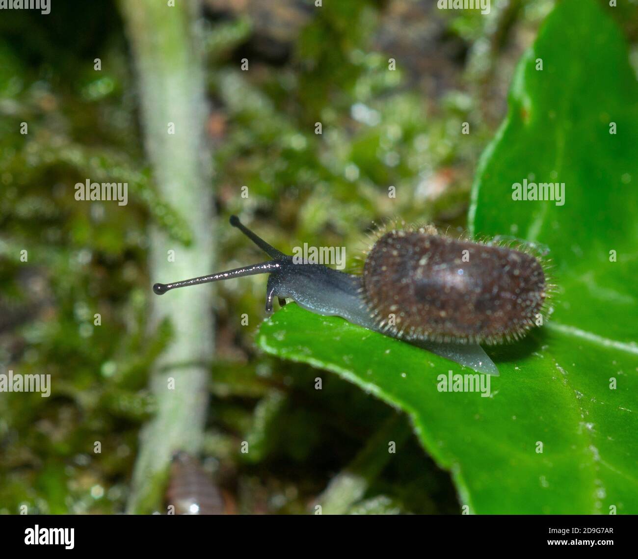 Nahaufnahme einer kleinen terrestrischen behaarten Schnecke, Ciliella Ciliata, auf einem Efeublatt Stockfoto