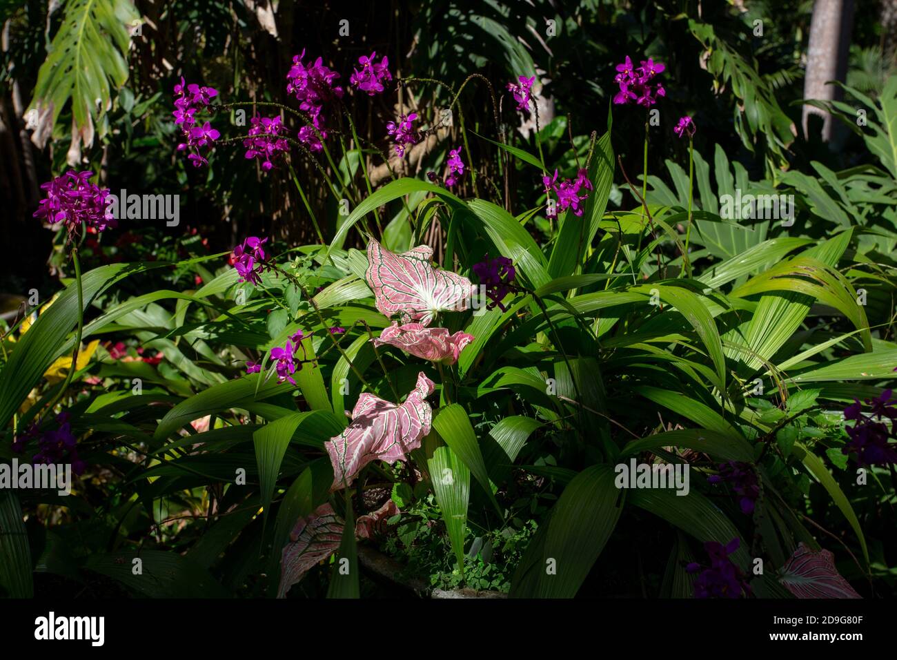 Tropische rosa und violette Orchideen in Hunte's Gardens auf Barbados Stockfoto